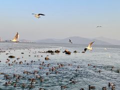 -深圳湾公园(南山区)
