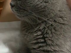 -喵zoo家庭繁育猫舍(尖东智能花园店)