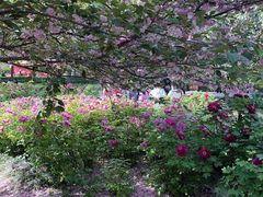 -洛阳市隋唐城遗址植物园
