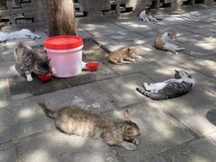-四门塔风景区