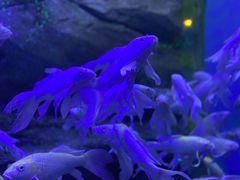 -芜湖新华联大白鲸海洋公园