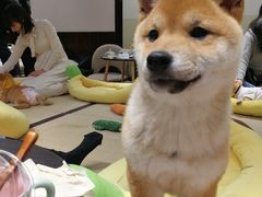 -逗柴咖啡屋·狗咖猫咖宠物桌游