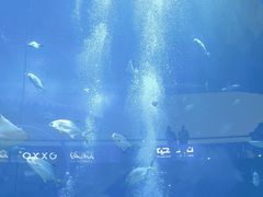 -迪拜水族馆及水下动物园