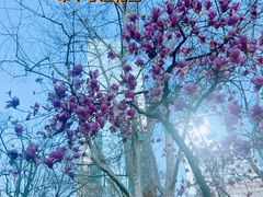 -静安公园(静安寺街道)