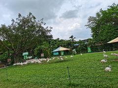 -广州长隆飞鸟乐园