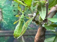 -上海大自然野生昆虫馆