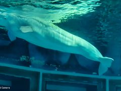 -上海海昌海洋公园-冰山北极馆