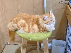-MOCHA明星猫咖(田子坊店)