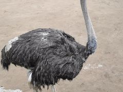 -西霞口神雕山野生动物世界