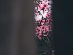 -秀丽东方