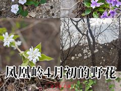 -北京凤凰岭