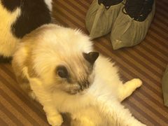 -MOCHA明星猫咖(田子坊店)