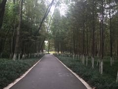 -桤木河湿地公园