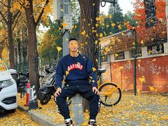 -三里屯东五街银杏大道