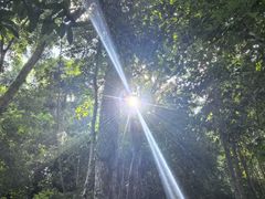 -西双版纳原始森林公园