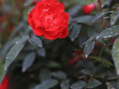 -人民公园(罗湖区)