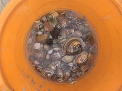 -红树林天天赶海