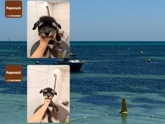 -帕帕拉兹宠物(亚洲旗舰店)