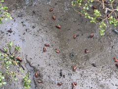 -北海金海湾红树林生态旅游区