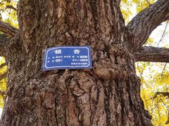 -千年银杏谷文化旅游区