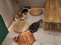 -飞行喵MR PILOT|猫舍·猫咖(静安大融城店)