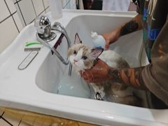 -欣怡宠物店