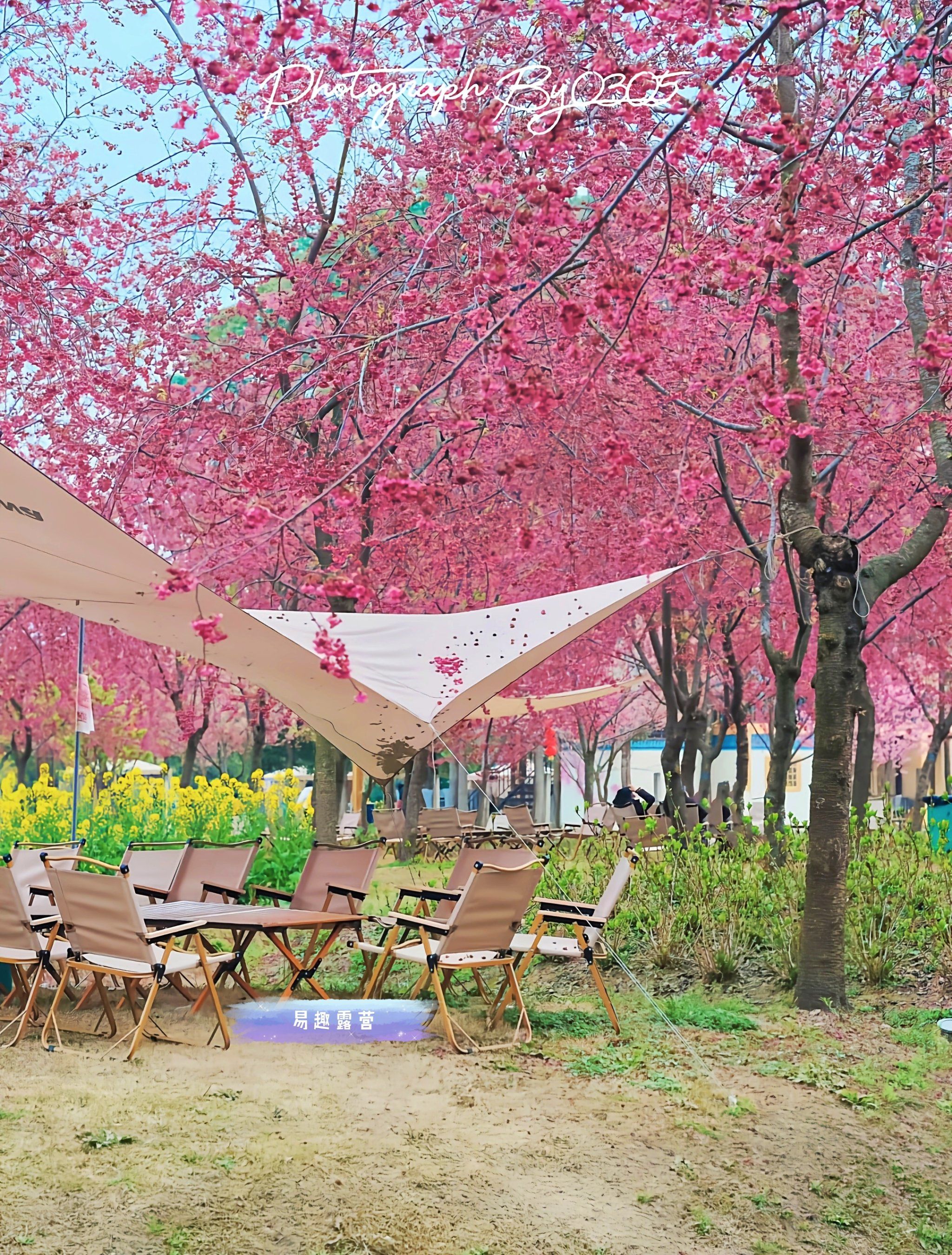 以露营的名义🏕请你看一场春日樱花雨