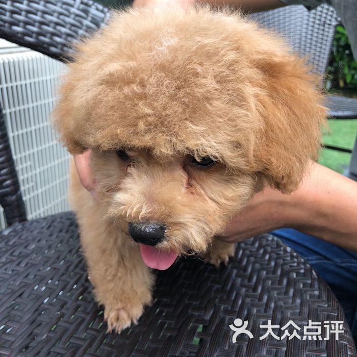 萌宠宝贝猫狗活体售卖宠物店图片-北京宠物店-大众点评网