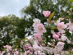 -武汉大学-樱园