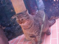 -猫咪博物馆(顶澳仔猫街店)