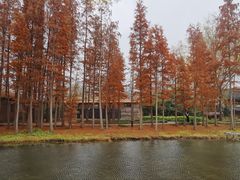 -溱湖国家湿地公园