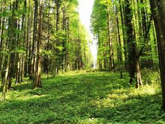 -武陵山森林公园