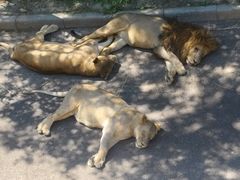 -大连森林动物园