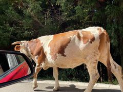 -武陵山森林公园