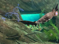 -瑞普利水族馆