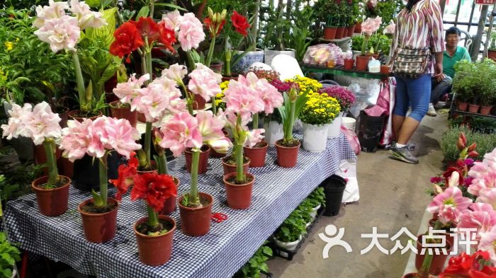 建国假日花市图片 - 第4张