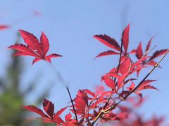 -白佛山景区