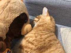 -艾贝尔宠物医院·24H转诊中心·肿瘤猫专科(江宁双龙店)