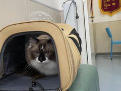 -佳怡动物医院·平价24小时·猫专科骨外科