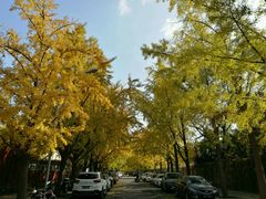 -三里屯东五街银杏大道