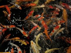-龙悦湾酒家·八阵鱼生·渔人码头店