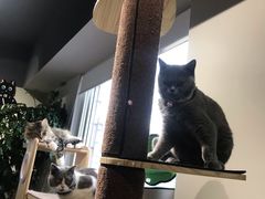 -东方名猫馆·英短金渐层布偶猫舍(环线广场1号楼店)