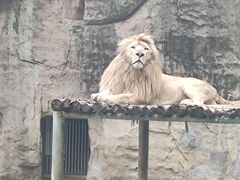 -成都动物园