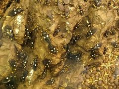 -上海大自然野生昆虫馆