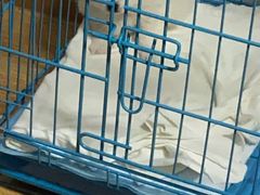 -翊宠yipet猫狗购宠庄园犬舍•猫舍