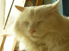 -Babycat私家御饼屋(龙头路一店)