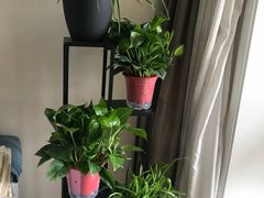 -秦美花卉(天朗·莱茵小城2期店)