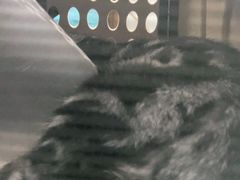 -宠福鑫康馨动物医院·骨科·眼科
