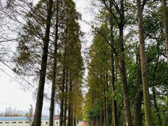 -上海长兴岛郊野公园