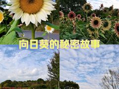 -花开海上生态园